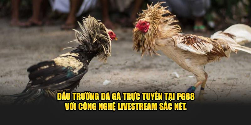 Đấu trường đá gà trực tuyến tại PG88 với công nghệ livestream sắc nét.C