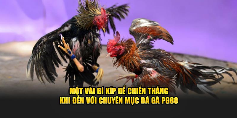 Một vài bí kíp để chiến thắng khi đến với chuyên mục đá gà PG88