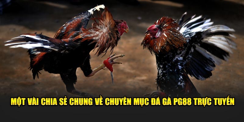 Một vài chia sẻ chung về chuyên mục đá gà PG88 trực tuyến